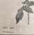 Pierre Joseph Redouté, Botanical of Bengal Rose, 1920s, Lithograph For Sale - Image 6 of 7