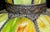 Antique Avocado Ceiling Light Shade With Slag Glass and Bronze Bands For Sale - Image 18 of 18