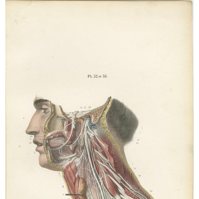 Hirschfeld and Leveille, Vagus and Sympathetic Nerves of the Trunk, 1866, Paper For Sale - Image 3 of 12