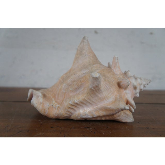 Off-white Vintage Queen Conch Shell Aliger Gigas Marine Arena Johns Pass Florida For Sale - Image 8 of 12