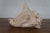 Off-white Vintage Queen Conch Shell Aliger Gigas Marine Arena Johns Pass Florida For Sale - Image 8 of 12