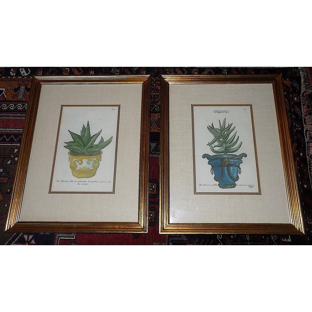 Antique 18th Century Johann Wilhelm Weinmann Folio Size Framed Hand Colored Mezzotints "Aloe Africana" - A Pair For Sale - Image 9 of 9