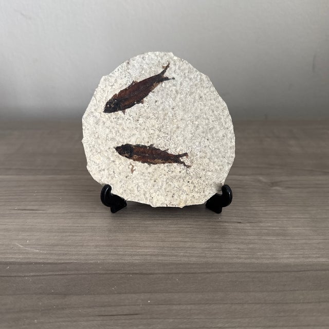 American Fossil Knightia Fish From the Green River Formation in Wyoming - With Stand. For Sale - Image 3 of 7