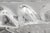 Lalique Champs-Elysees Two-Tier Chandelier For Sale - Image 17 of 18