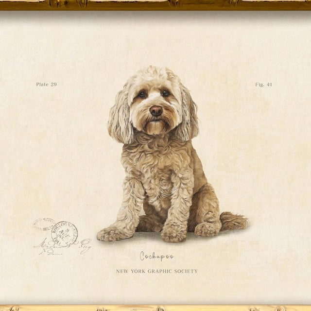 Illustration Reproduction Art Print of Vintage "World of Dogs" Illustration (Cockapoo), Framed For Sale - Image 3 of 4