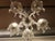Rococo Clear Crystal and Glass Light Fixture, 1970s For Sale - Image 3 of 6
