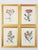 Set of four botanical prints by Shadow Catchers, a company known throughout North America and internationally for their...