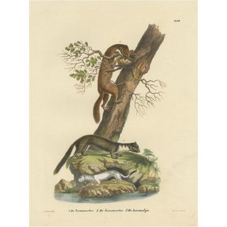 Schinz, European Pine Marter, Marten and Stoat, 1845, Print For Sale