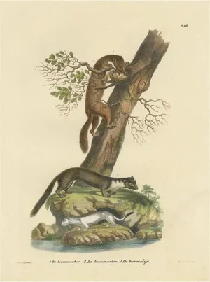Schinz, European Pine Marter, Marten and Stoat, 1845, Print