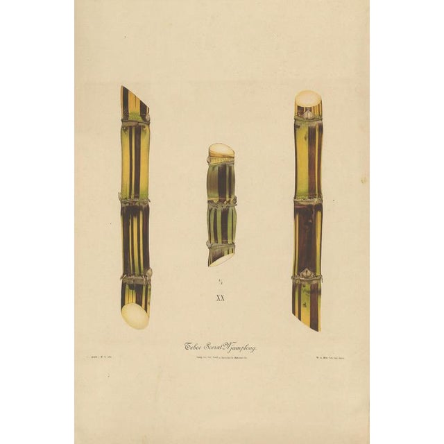 Antique sugarcane chromolithograph, teboe soerat njaplong, java 1892 this large chromolithograph illustrates teboe soerat...