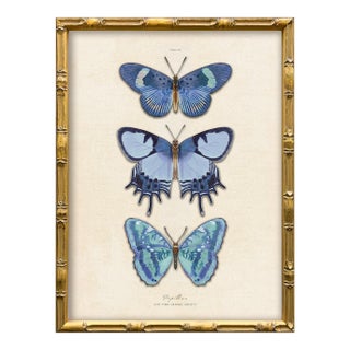 Reproduction Vintage Blue Butterfly Art Print (2), Framed For Sale