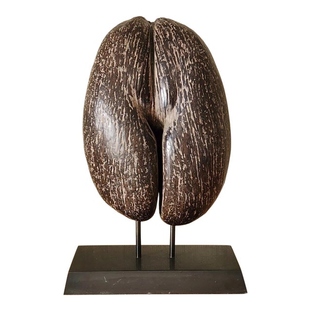 A Coco-De-Mer (Lodoicea Maldivica) and Stand 20th Century Exceptional! For Sale