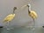 A pair of Ibis birds by Italian designer Elli Malevolti circa 1950. The bodies in resin with silver plated heads, feet and...
