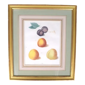 George Brookshaw (1751-1823), Black Apricot; Breda Apricot; Brussels Moor Park Apricot, Pl XX