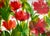 Giclee Fine Art Print of the Watercolor Painting ‘Tissue Poppies’ For Sale