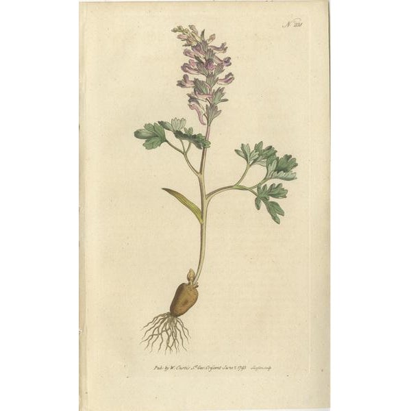 Curtis, Rooted and Hollow Rooted Fumitory, 1794, Prints, Set of 2 For Sale - Image 3 of 6