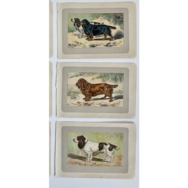 1907 French Photogravure Prints - Collection of Nine Short-Legged Dogs - For Sale - Image 4 of 5