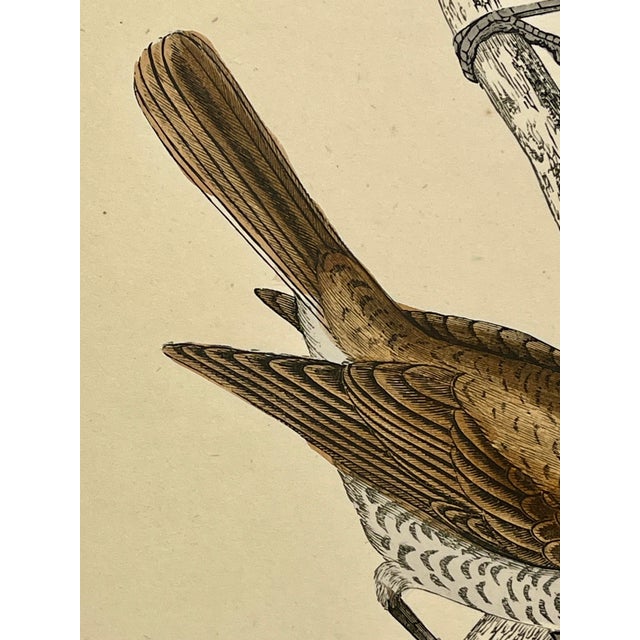 Antique Hand Tinted Bird Print From England Featuring a Pair of Red-Backed Shrikes - Circa 1880 For Sale - Image 9 of 12