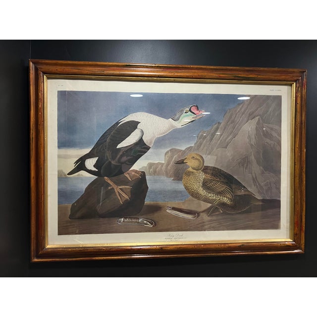 A finely detailed print of King Duck by John James Audubon, Plate CCLXXVI. This example is from the second edition of The...