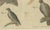19th Century Bertuch, Eagles Including the Bald Eagle, 1805, Print For Sale - Image 5 of 12