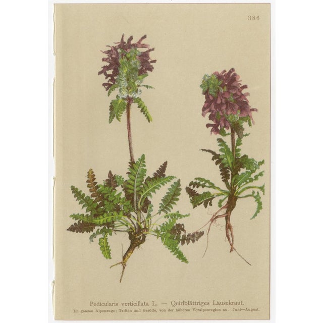 After Anton Hartinger, Pedicularis Wildflower from the Alps, 1897, Chromolithograph, Set of 8 For Sale - Image 3 of 12