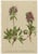 After Anton Hartinger, Pedicularis Wildflower from the Alps, 1897, Chromolithograph, Set of 8 For Sale - Image 3 of 12