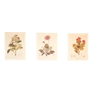 Mid 1800s Set of 3 Antique Hand Colored Botanicals, Matted