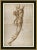 Lorenzo Framed Art Print from The Scholar Series by David Phoenix ABOUT THE SCHOLAR SERIES BY DAVID PHOENIX: In their...