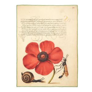 Botanical Snail Tea Towel