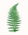 British Fern Contemporary Reproduction Print Collection, Set of 12 – 11" X 14" For Sale - Image 4 of 9