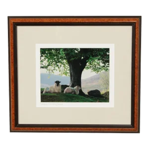 1990s "Sheepscape" Ireland Landscape Photography Print by John & Debra Scanlan