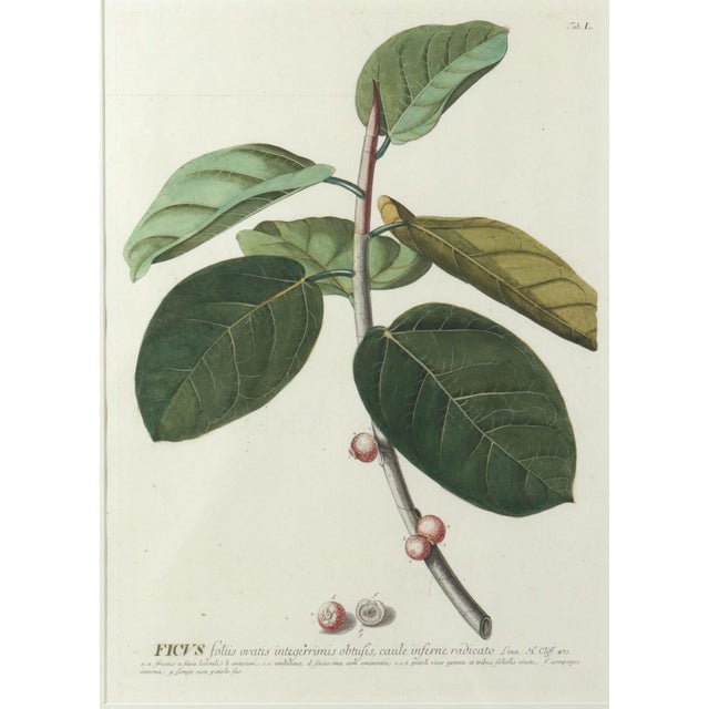 Traditional 18th-Century Exotic Botanical Prints From Plantae Selectae by Georg Ehret For Sale - Image 3 of 18