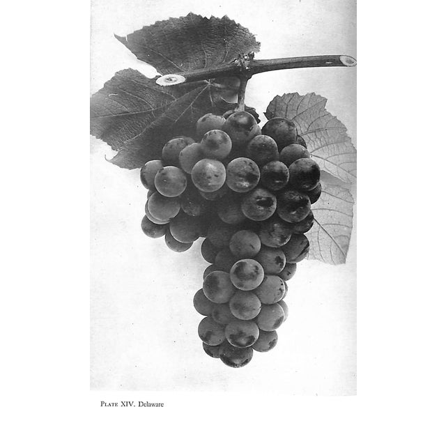 White "Grapes and Vines: From Home Vineyards" 1945 Hedrick, U. P. For Sale - Image 8 of 9