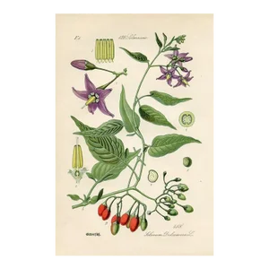 1880s, Bittersweet Nightshade Botanical Print, Original Antique Wildflower Print, Lithograph, Germany