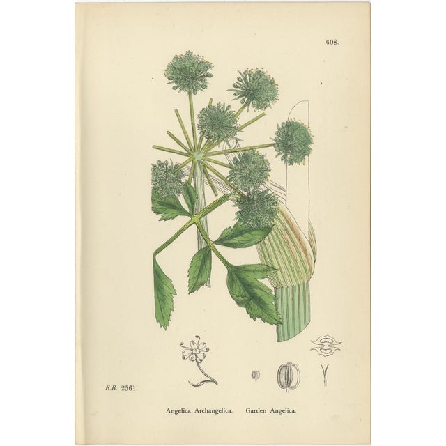 Sowerby, Herbs with Soft Green Palette, 1902, Prints, Set of 4 For Sale - Image 4 of 10