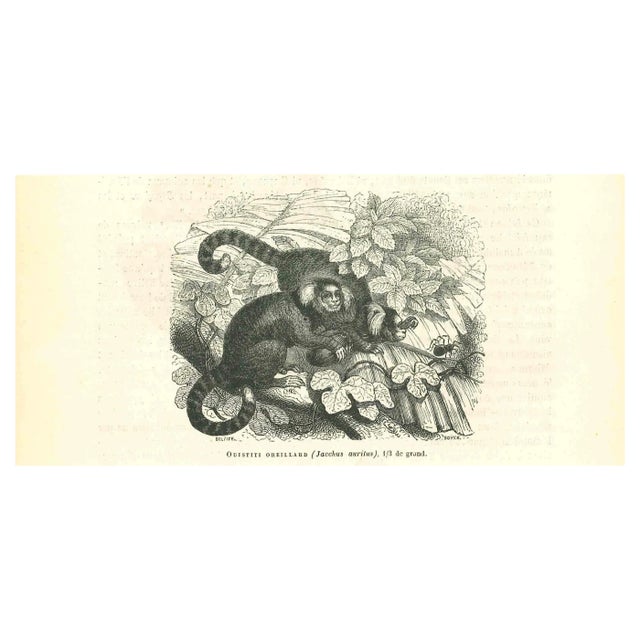 Paul Gervais, The Monkey, Lithograph, 1854 For Sale