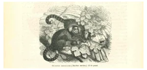 Paul Gervais, The Monkey, Lithograph, 1854