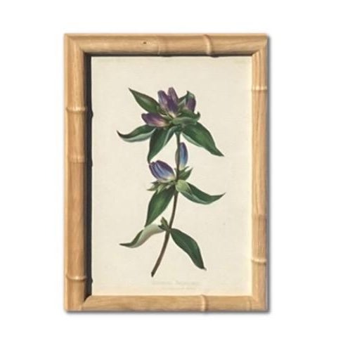 Taupe Antique Botanical Chromolithographs — “Wild Flowers of America”, Volume I, L. Prang & Co., Boston (C. 1877) Set of 13 For Sale - Image 8 of 17
