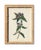 Taupe Antique Botanical Chromolithographs — “Wild Flowers of America”, Volume I, L. Prang & Co., Boston (C. 1877) Set of 13 For Sale - Image 8 of 17