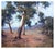Beautiful landscape of gum trees by listed Australian artist John Sharman (Australian, b. 1947), c.1990. These lovely...