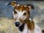 Wood Edwardian British Lurcher Oil Portrait Signed J. Warnes, Circa 1910 For Sale - Image 7 of 12