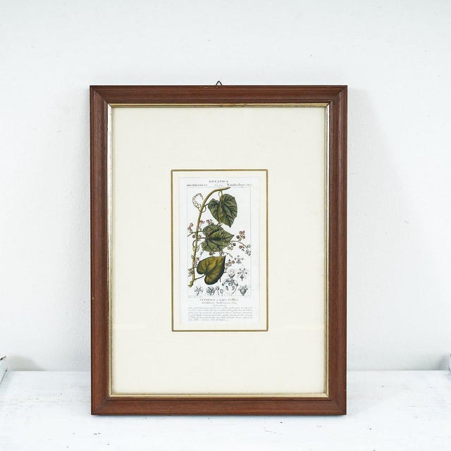 Vintage Botanical Print in Frame by Fevilleaa For Sale - Image 5 of 5
