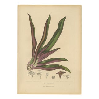 Berthe Hoola van Nooten, Oyster Plant, 1880, Chromolithograph For Sale
