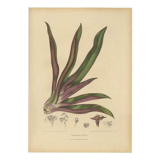 Berthe Hoola van Nooten, Oyster Plant, 1880, Chromolithograph For Sale