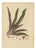 Berthe Hoola van Nooten, Oyster Plant, 1880, Chromolithograph For Sale