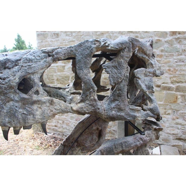 Plastic Unknown, Tyrannosaurus Head Fossil for Museum, 1800s, Resin For Sale - Image 7 of 14