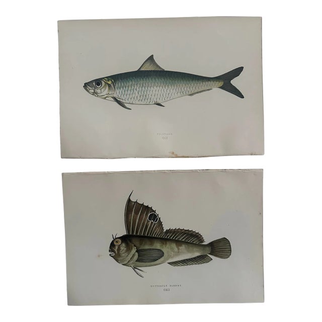 Pair of 19th Century Fish Prints From the Fishes of the British Islands by Jonathan Couch f.l.s. For Sale