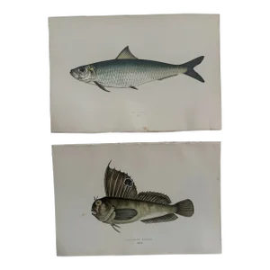 Pair of 19th Century Fish Prints From the Fishes of the British Islands by Jonathan Couch f.l.s.