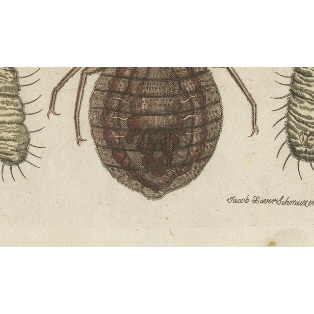 19th Century Bertuch, Magnified Insect Larvae and Small Moths, 1805, Print For Sale - Image 5 of 12