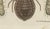 19th Century Bertuch, Magnified Insect Larvae and Small Moths, 1805, Print For Sale - Image 5 of 12